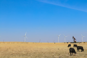 Wind turbines and oil well and grazing cattle all in one field against a blue sky