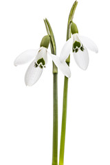 Obraz premium Two flower of snowdrop isolated on white background