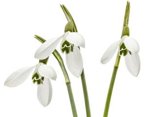 Three flower of snowdrop isolated on white background