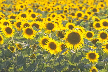 Summer Sunflower Field
