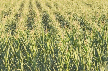 Young Corn Field