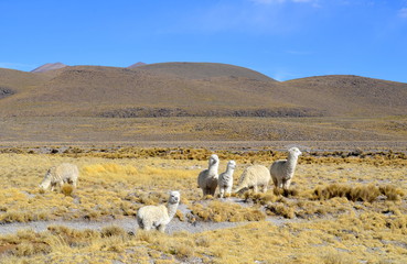 Group of whithe Alpacas in Andes Mountains, Peru