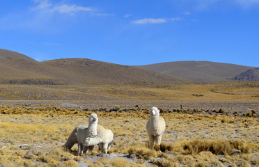 Group of whithe Alpacas in Andes Mountains, Peru