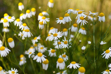 Many chamomile flowers in summer