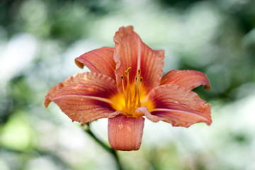 Red orange Lily flower on Sunny bokeh background