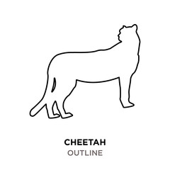cheetah outline on white background