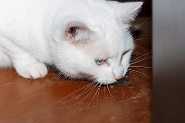 White cat caught a gray mouse