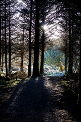 Obraz premium Evening Sunlight through the Trees falling on the Forest Trail