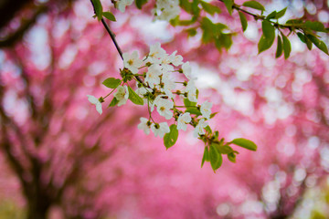 Weiße Blüten vor pinkem Hintergrund