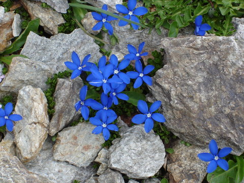 FIORI DALLA ROCCIA