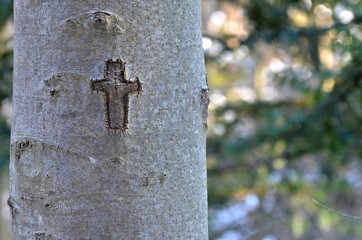 Christian cross symbol carved in a tree