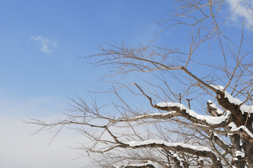 冬　木　雪　空　雲　素材