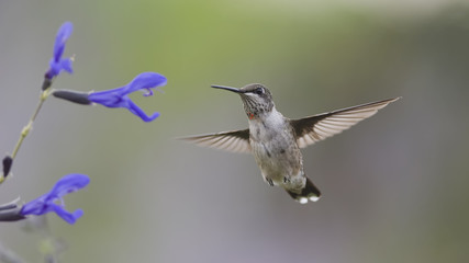 Fototapeta premium A Beautiful Morning in the Sage