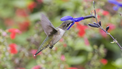 A Garden Breakfast