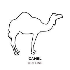 camel outline on white background