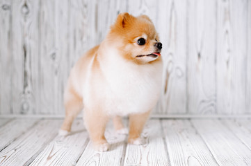 Cute Pomeranian puppy after the grooming was sticking his tongue out and stands on the background of a wooden wall.