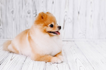 Fototapeta na wymiar Pretty Pomeranian puppy lies after grooming and stuck out his tongue