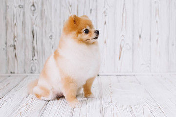 Fototapeta na wymiar Beautiful puppy pomeranian after grooming sits on a wooden background and looks up.