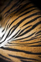 Foto auf Acrylglas Schokoladenbraun Tigerstreifen