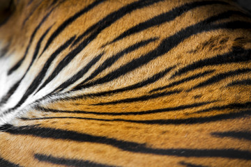 Tiger Stripes