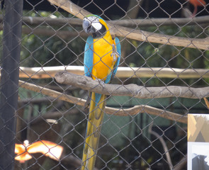 Big bird in zoo