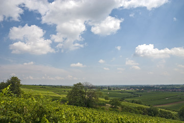 Blick über Weinberge im Sommer