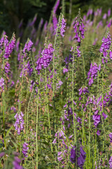 Obraz premium Fingerhut (Digitalis purpurea)