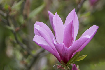 Magnolien (Magnolia)