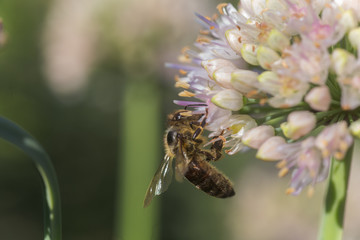 The honey bee collects pollen and nectar from a white flower of a decorative Allium.