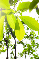 Green Leafs of forest with Texture.