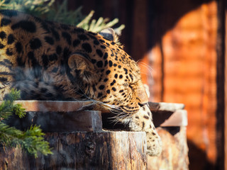Fototapeta na wymiar Far Eastern leopard in the zoo.