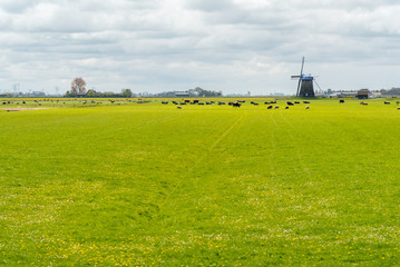 Fototapeta na wymiar Cows and windmill on the field