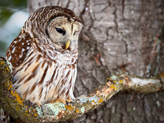Barred owl perched on a lichen covered branch - 197702906
