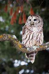 Barred owl perched on a lichen covered branch - 197702954