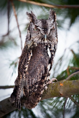 Eastern Screech Owl (gray morph) perched on a branch - 197702962