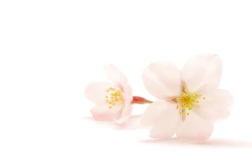 Gartenposter Kirschblüte Sakura-Blume Frühling weißer Hintergrund