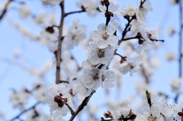 Apricot flowers blooming