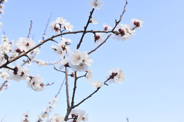 Apricot flowers blooming