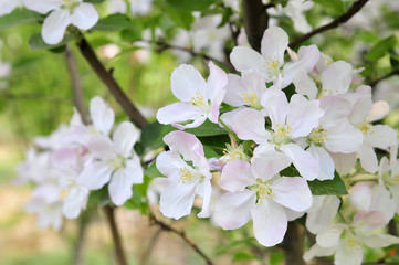 Chinese flowering crab-apple blooming