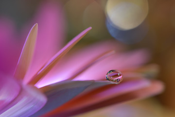 Abstract macro photo with water drops.Artistic Background for desktop. Flowers made with pastel...