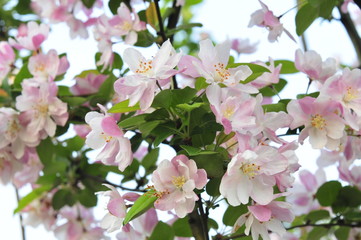 Chinese flowering crab-apple blooming