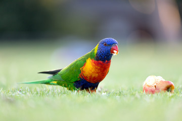 A rainbow lorikeet eating an apple on the grass. The sunset is coming and the bird is the apple.