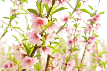 Peach blossom