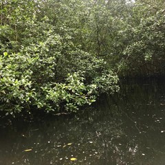 Boat ride excursion through the swamp / mangrove wetland of the Caroni Swamp and Bird Sanctuary on the Caribbean island of Trinidad & Tobago
