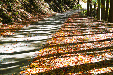 中津川渓谷の秋