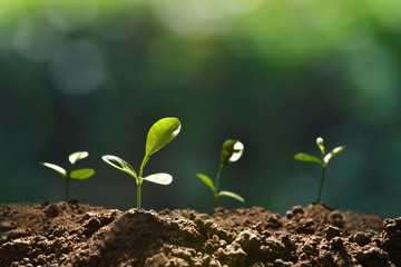 Group of young plants in the morning light growing out from soil