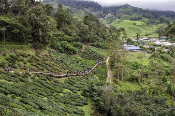 Walk way leading to Sungai Palas BOH Tea House, one of the most visited tea house by tourists in...