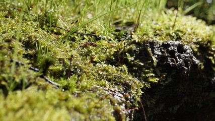 Moss