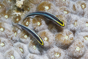 Pair of Sharknose Gobies on a coral head - Bonaire