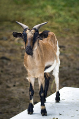 Image of a brown goat on nature background. Farm Animals.